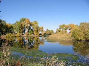 Brighton Lakes - lake pic 5